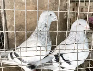 Продам голуби