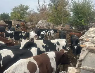 Продам бычков живим весом