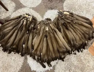 Куплю хутро куниці дорого