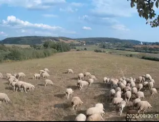 Парне м'ясо ягняти