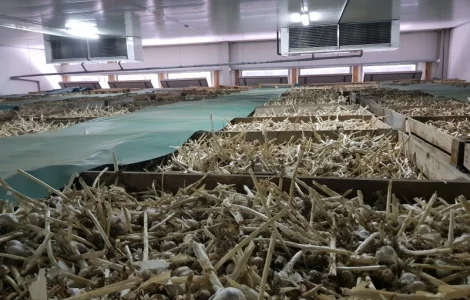 Зберігання часнику, обладнання для часнику