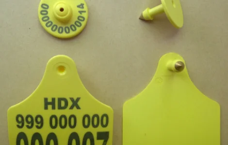 Электронные бирки для свиней и КРС