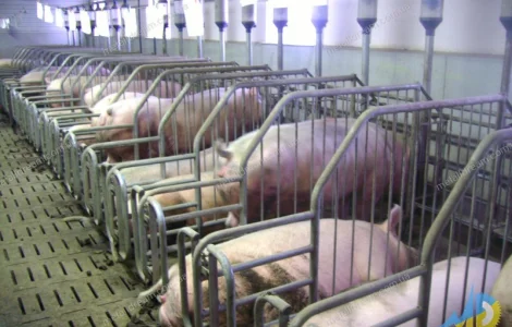 Обладнання для свинарства. Станки для опоросу, откорму, індивідуального утримання свиней