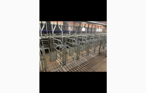 Станок для запліднення свиноматки