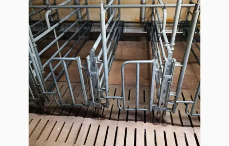 Індивідуальні станки для свиноматки