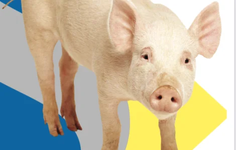 Виготовлення обладнання для свинарників