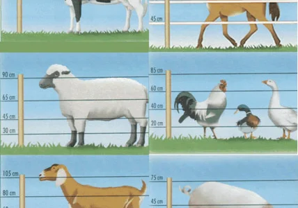 Изгородь электрическая, электропастух, электроизгородь. Електрична огорожа. Пастух