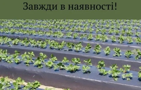 Мульчирующая пленка