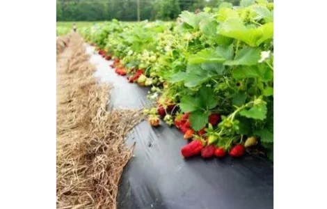 Плівка мульчуюча плівка 2022 Vatan Plastiк