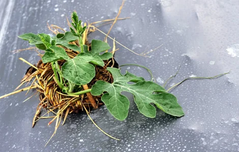 Плівка полотно. Мульча