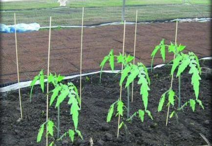 ДЛЯ ПОМИДОР Арматура, 8 диаметр бухта 50 метров стоит 546гр