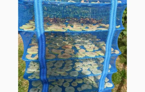 Сушина яблук домашніх