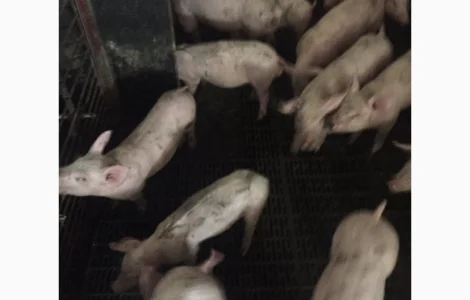 Поросята с комплексу беконного напрямку