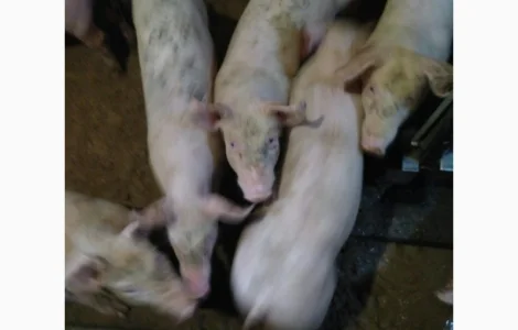 Поросята мясных порід вагою 8-10 10-15 15-25