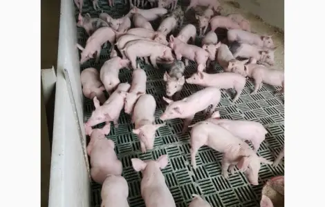Продаємо поросят м'ясних порід 3х пордній гібрид поросята с комплексу
