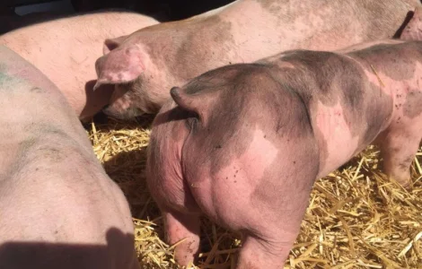 Продаю поросят мясных пород 3х породный гибрид с комплекса