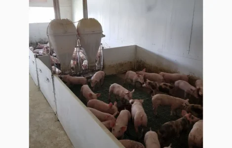 Продаются Мясной породі свинки 3х пордній гібрид