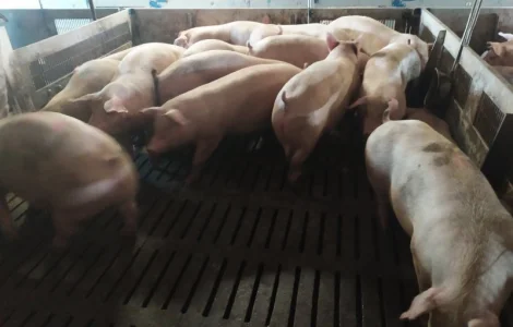 Купую свиней свиноматок вибраковку дорого