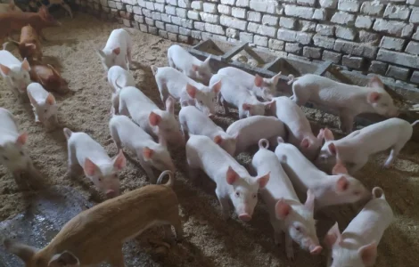 Продам поросят породи "Велика біла"