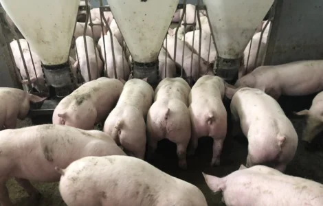 Продам поросята в наявності е постійно