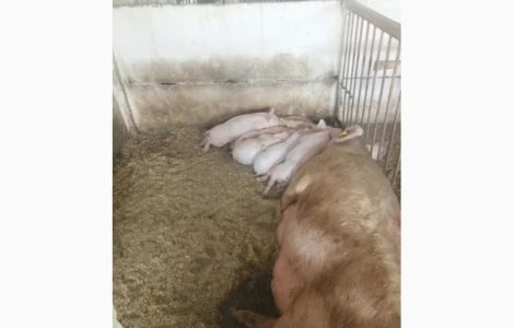 Продам поросята