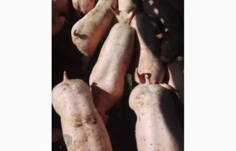 Продам мьясних поросят