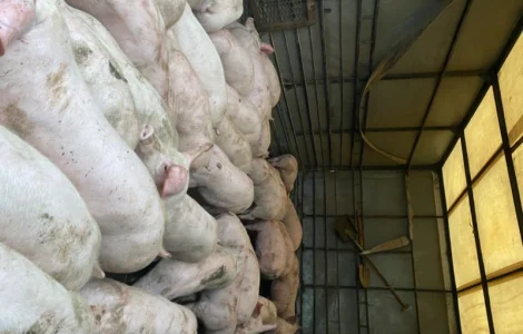 Поросята доставка безкоштовно