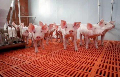 Свинокомплекс реалізует поросят свыней