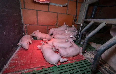 Безкоштовна доставка поросят