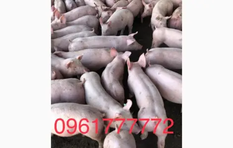 Продаем Порося поросят свиней с доставкой