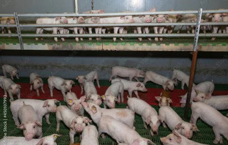 Ферма Поросята бекон ua