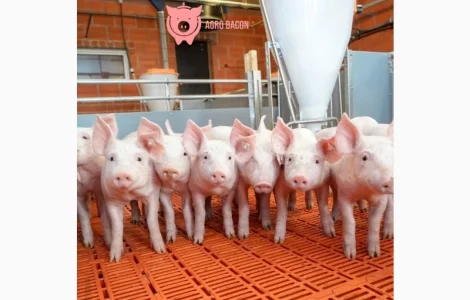 Продамо поросят та реализует поросят бекон