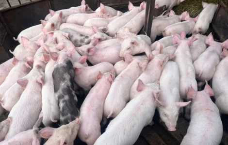 Реалізуємо Поросят Продажа малих поросят