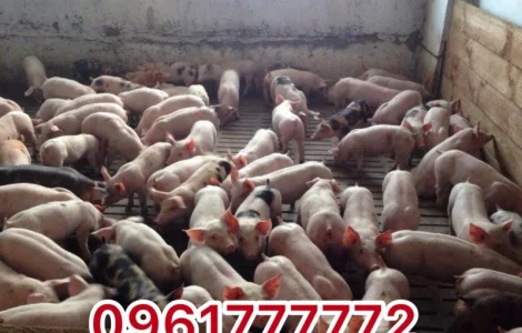 Продажа Реалізація поросят Ландрас петрен Доставка