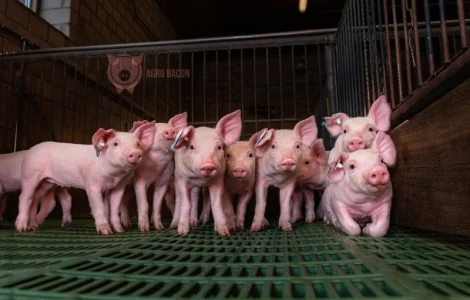 Поросята на откорм бекон