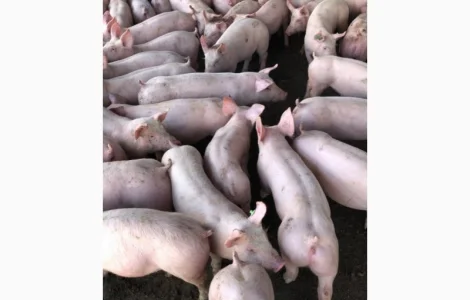 Поросята бекон с доставкой гурт PIC