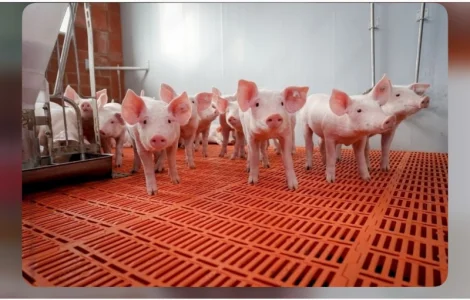 Поросята датської генетики трьох породний гібрид