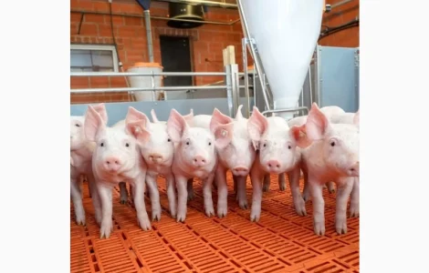 Маємо на продаж поросят свиней