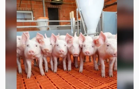 Продаж поросят по всій Україні