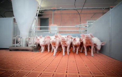 Свинокомплекс продае реалізує поросят опт