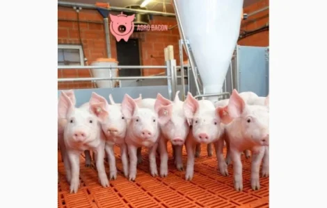Реалізуємо поросята продам поросят