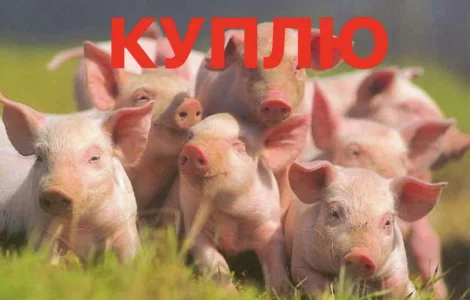 Куплю поросята гурт