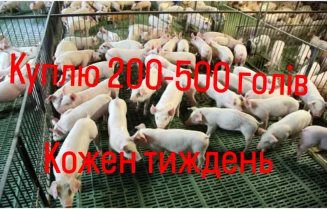 Куплю поросята