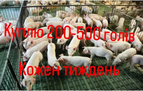 Куплю поросята