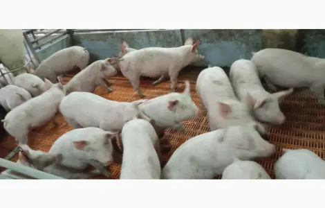 Продажа поросят реализация Генетика PIC