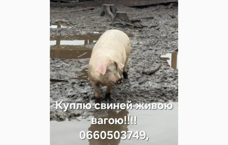 Куплю свиней и свиноматок