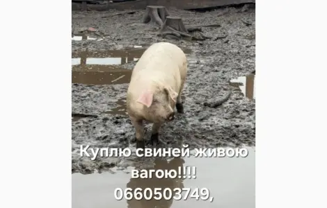 Куплю свиней