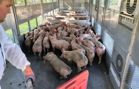 Продам поросята 20-26 кг