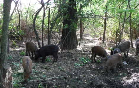 Дикие кабаны 5 месяцев