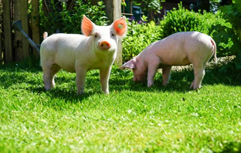 Продам поросята 10-12кг